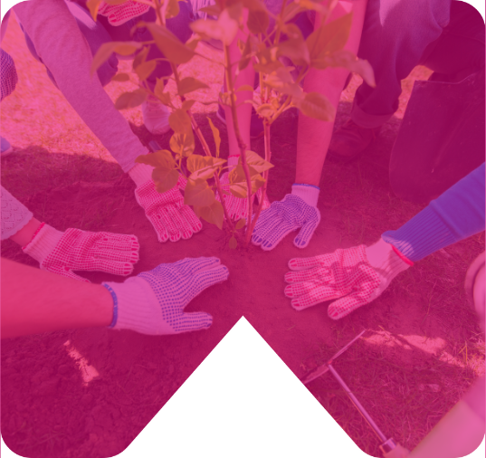 Tree planting pink